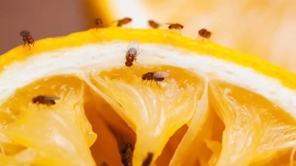 Combatí de manera efectiva las molestas mosquitas de la fruta de tu cocina