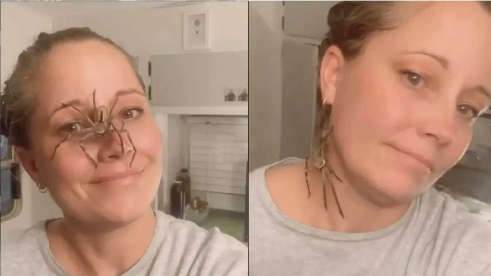 Insólito: mujer ayudó a dar a luz a una araña y luego adoptó a una de sus crías