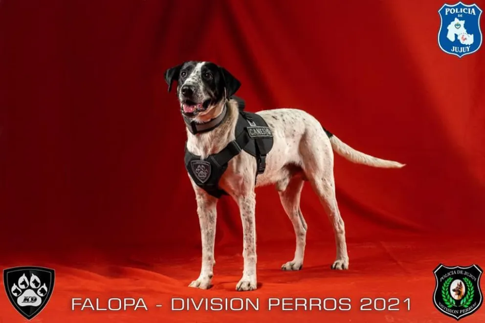 Furor en las redes: Presentaron al perro “Falopa” entrenado para encontrar droga
