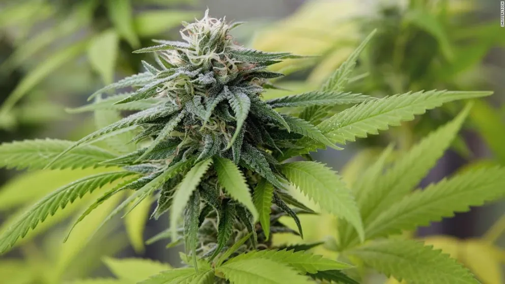 ¿Por qué se celebra hoy el Día Mundial de la Marihuana?