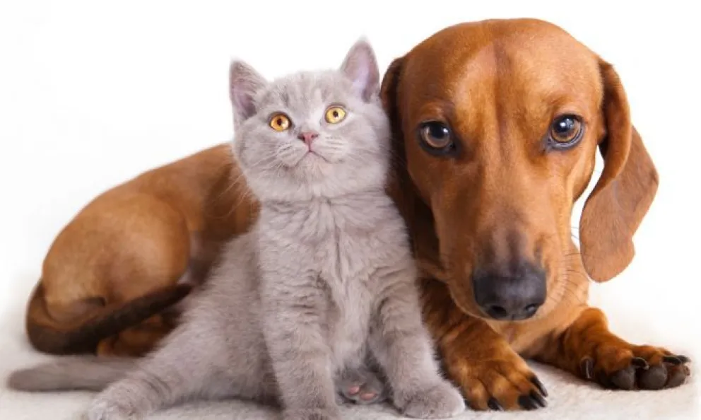 Se debate Ley de custodia compartida de mascotas en caso de divorcio