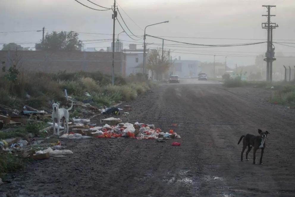 Se generó un basural en un baldío al límite de un boulevard y ya hay ratas