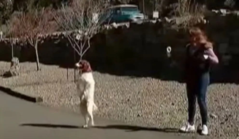 Dexter, el perro que tras un accidente aprendió a caminar como los humanos