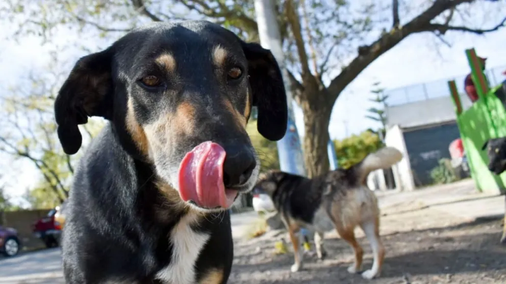 Población de mascotas en Viedma: nacen casi 50.000 cachorros al año