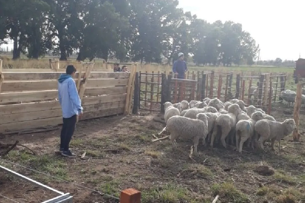 La producción ovina podría desaparecer en Río Negro