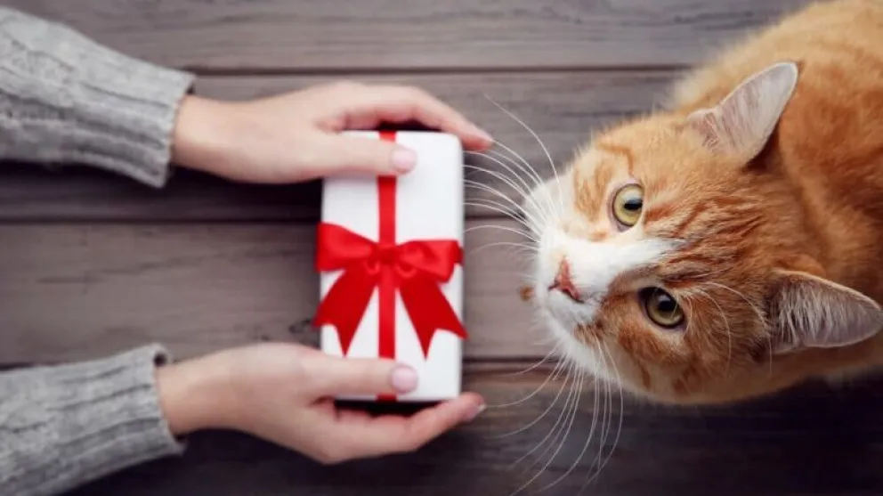 Qué regalarle a tu mascota para celebrar el Día del Animal