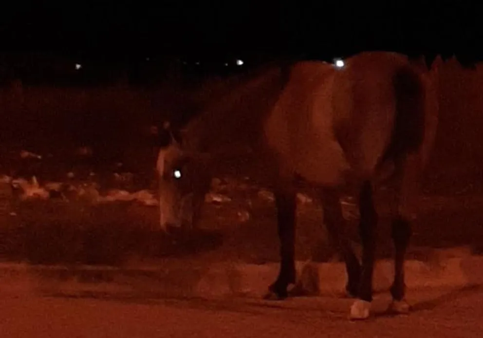 El Loteo Silva no tiene hipódromo pero los caballos andan en las calles