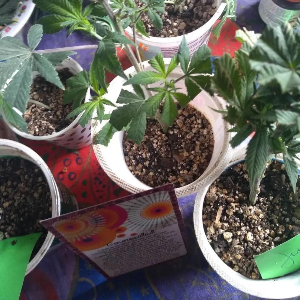 Intercambio de semillas, en el marco de la Marcha Mundial por la Marihuana