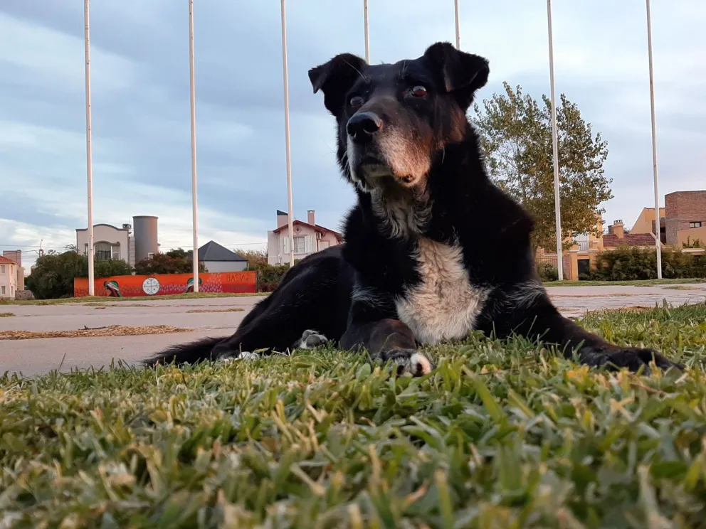 Una pollería destinará el 15 por ciento de sus ventas para perros de la calle