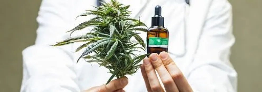 Cannabis: el Deliberante debatirá la creación de un registro de usuarios