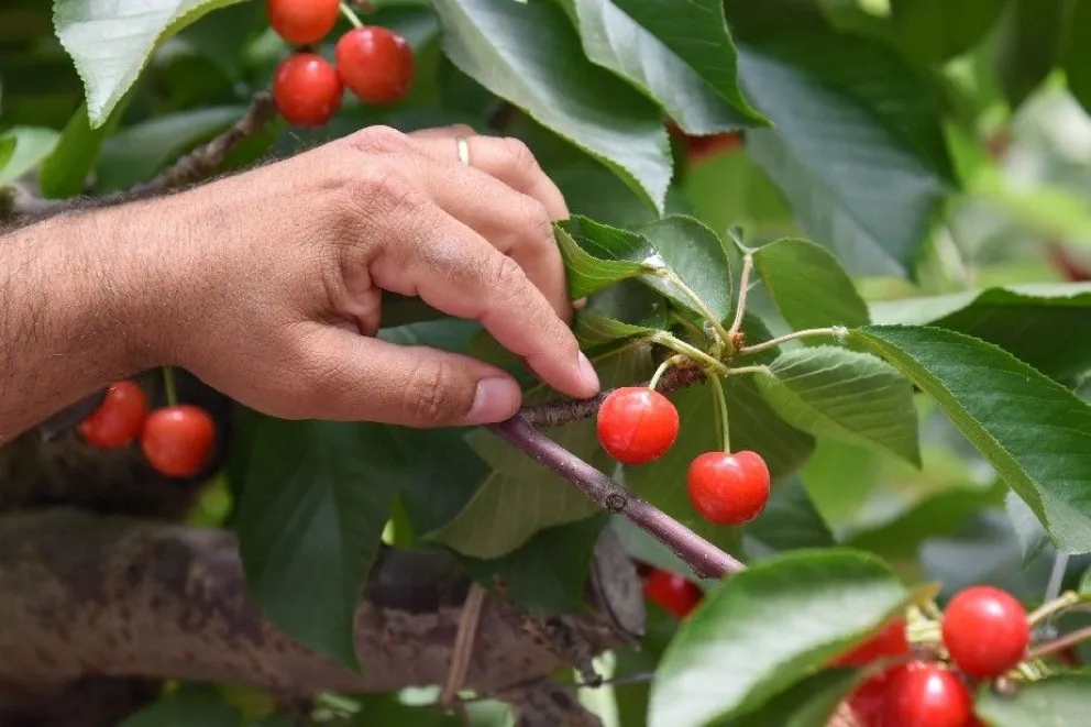 Río Negro es la principal provincia exportadora de cerezas del país