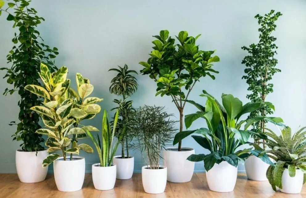 Qué tipo de planta de interior elegir según la luz de los ambientes de tu casa