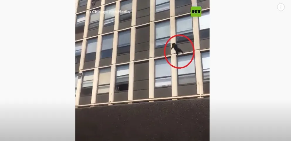 Video: un gato saltó de un quinto piso y se salvó de un incendio
