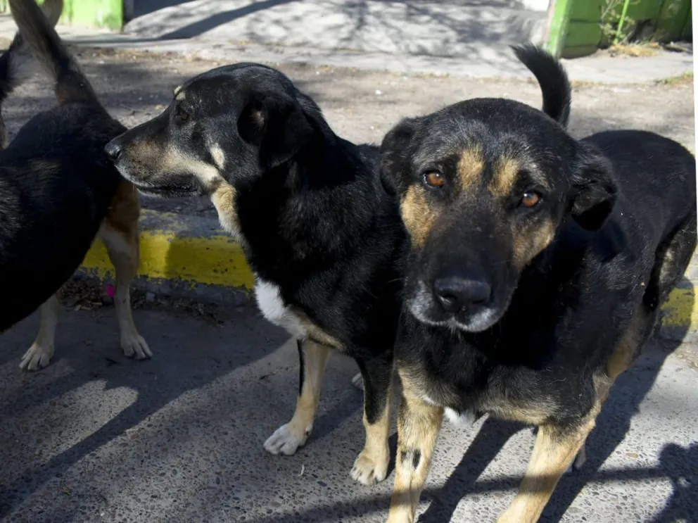 Meten presión a legisladores para que aprueben Ley de control de mascotas