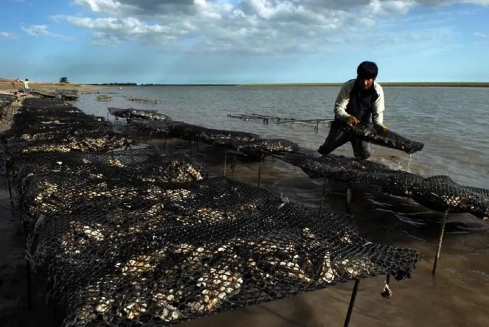 Patagones no tiene los recursos para afrontar la invasión de ostras