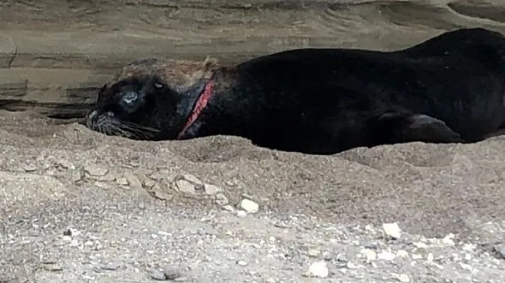 Un  suncho pudo ser la amenaza mortal para un lobo marino, que zafó de milagro