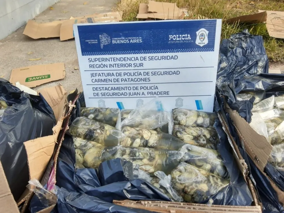 Decomisaron 192 kilos de ostras por un valor de 192 mil pesos