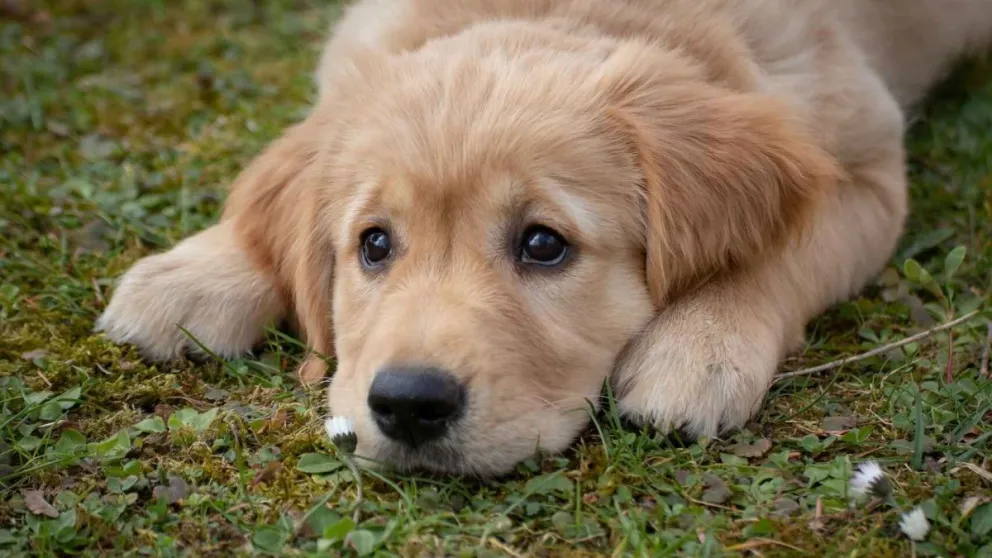 Un nuevo coronavirus fue descubierto y proviene de los perros
