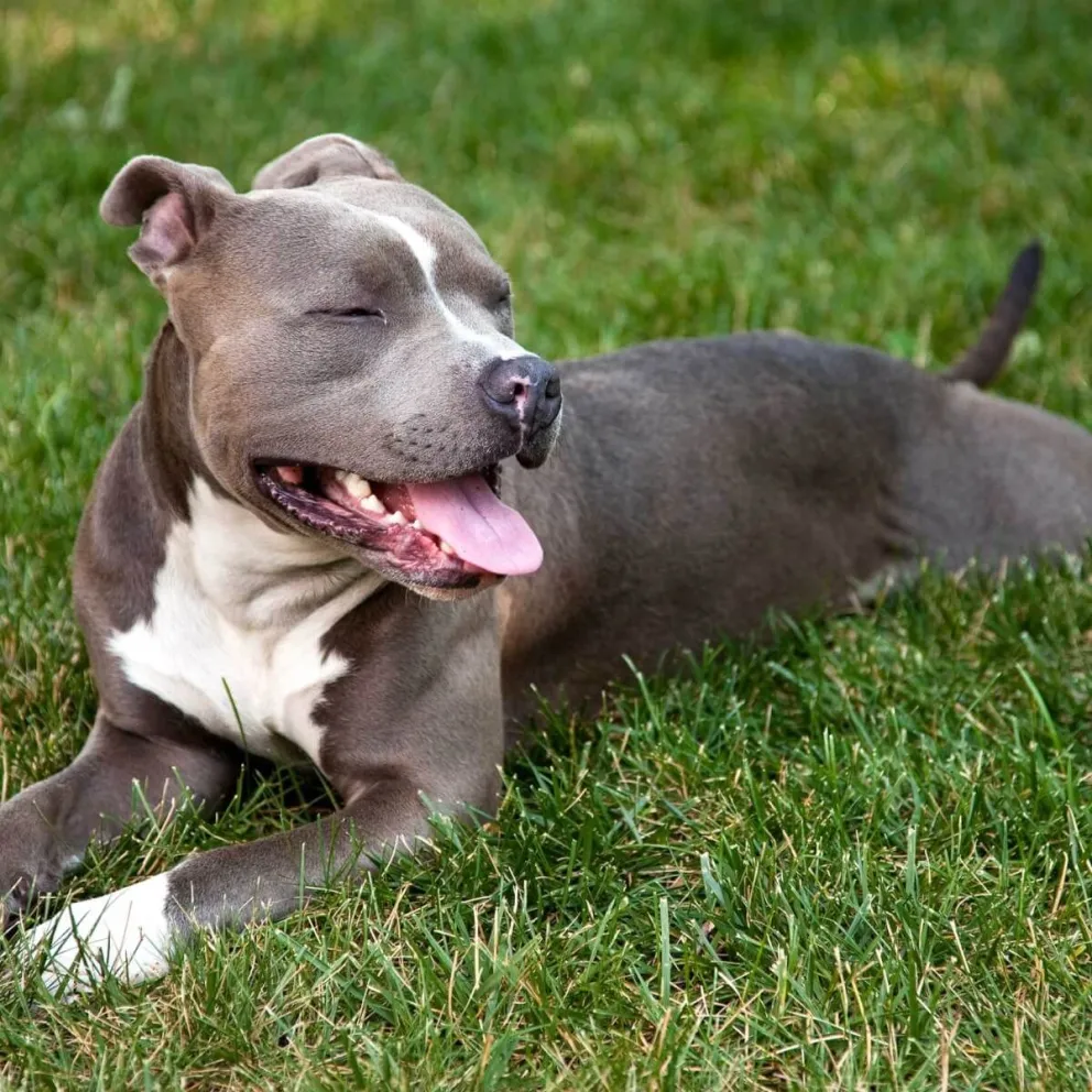 Demente: apuñaló al pitbull de la vecina porque se peleó con sus perros