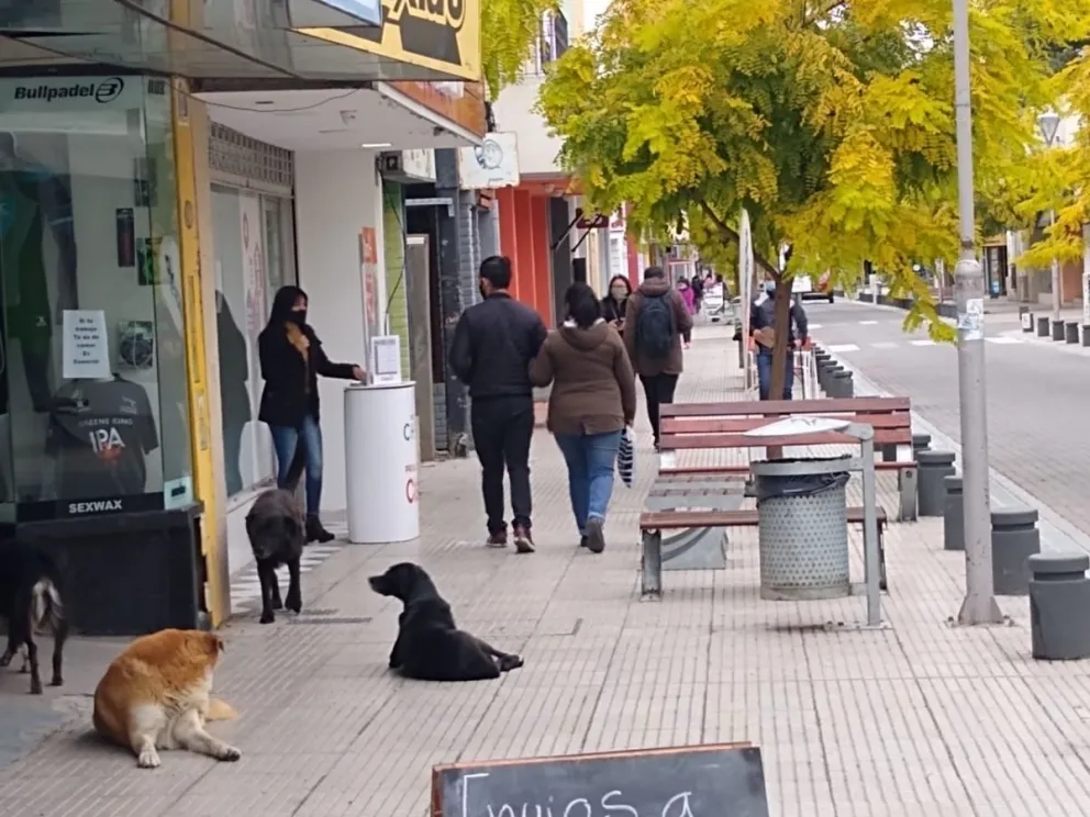 Hay más perros que personas en el centro de Viedma y de Patagones