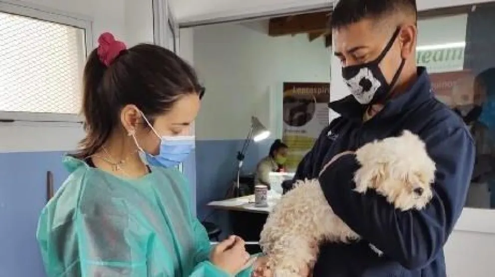 La alerta sanitaria por un gato rabioso en la provincia de Buenos Aires se traslada a Río Negro