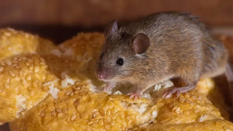 Salud brinda recomendaciones para prevenir la leptospirosis