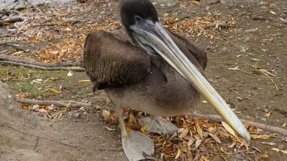 Asombro total por la aparición de un pelícano peruano en Río Negro