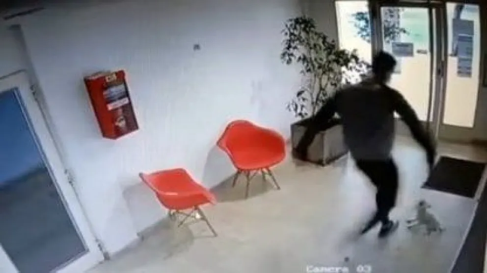 Tras una brutal paliza a una perra, en Viedma recuerdan que está vigente la ley de maltrato animal