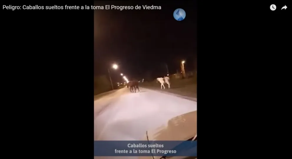 Caballos sueltos en plena avenida viedmense