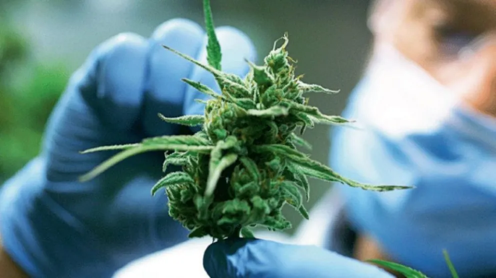Qué dice el proyecto sobre Cannabis Medicinal que debatirá el Congreso