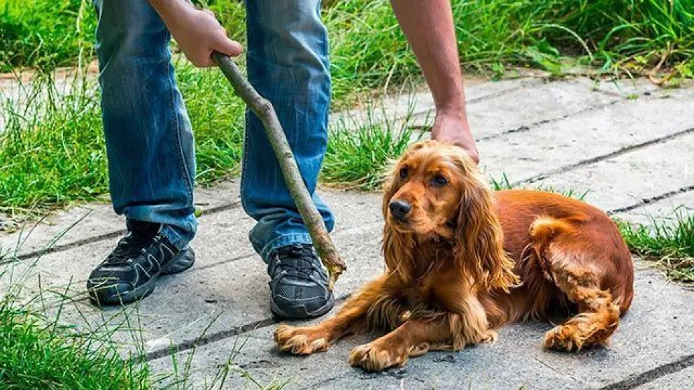 Avanza la creación de una App para denunciar maltrato animal