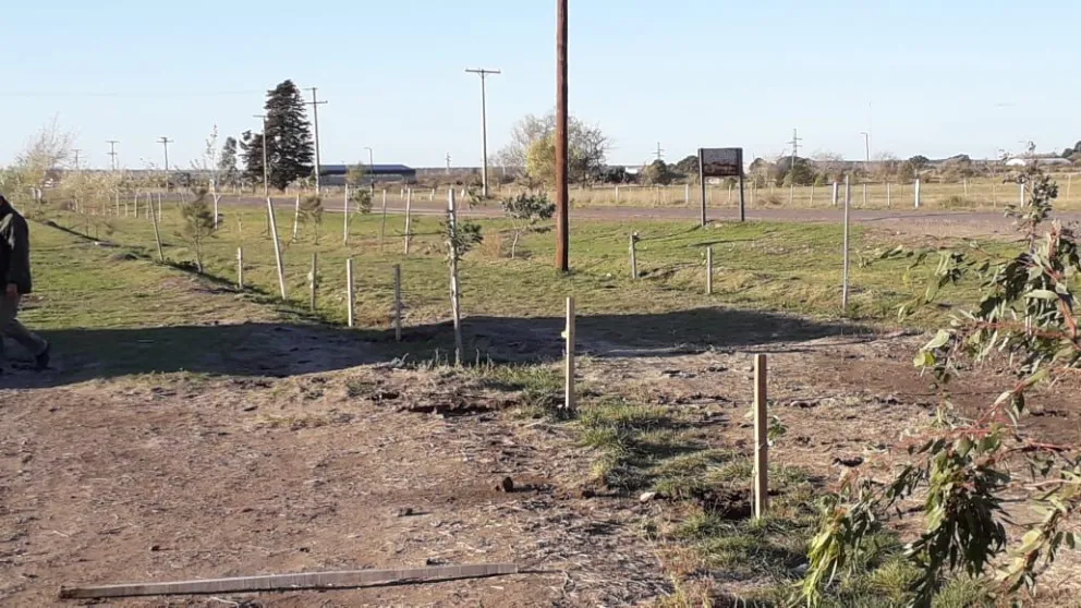 Por cada árbol que se extraiga se plantarán diez nuevos