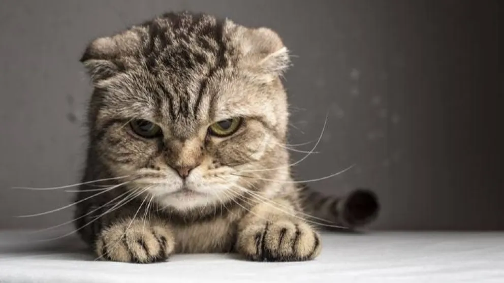 Mascotas: cuáles son las cinco cosas que los gatos odian de las personas
