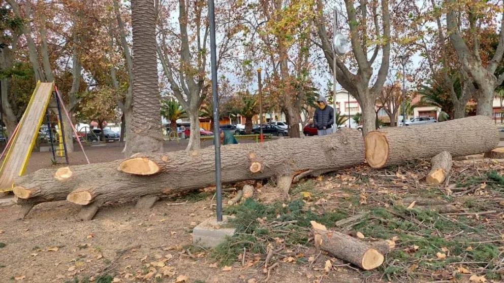 Convocan a una reunión abierta sobre la tala en Viedma