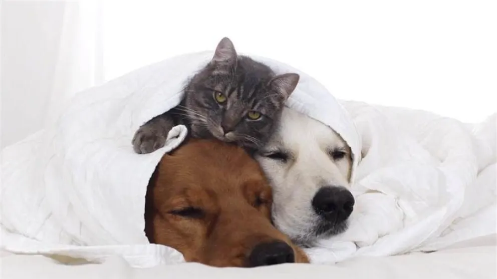 Consejos para resguardar a tus mascotas de las bajas temperaturas de invierno
