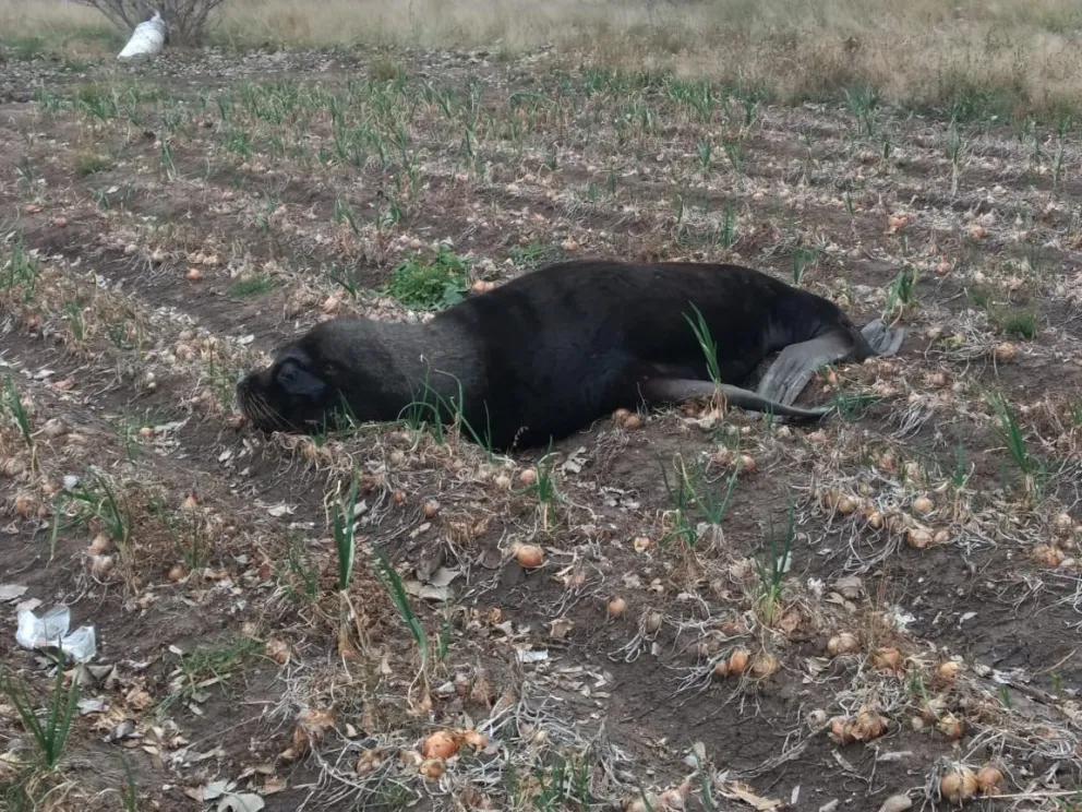 Un lobito marino ingresó por un canal de riego a una chacra