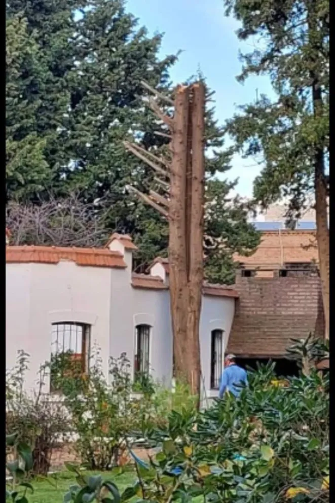 Clima indignante entre los vecinos: En la Residencia talaron un antiguo árbol