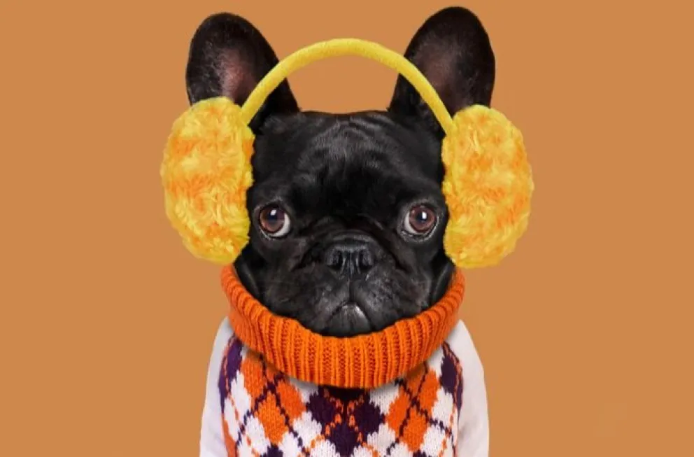 Mascotas: ¿sirve abrigar a los perros cuando hace mucho frío?