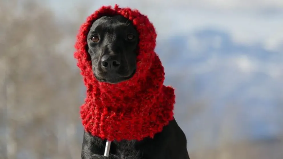 Para estar atentos: a qué temperatura sienten frío los perros y gatos