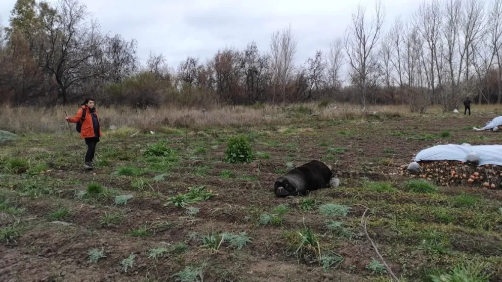 Llamativo apostadero de lobos marinos río arriba en la zona de San Javier