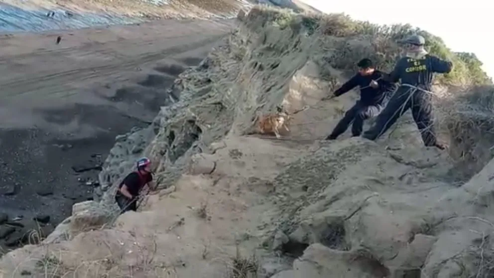 Video: Impresionante rescate en los acantilados de un perro de los callejeritos