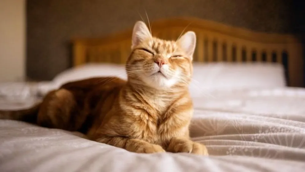 Mascotas: ¿por qué los gatos "amasan" antes de acostarse?