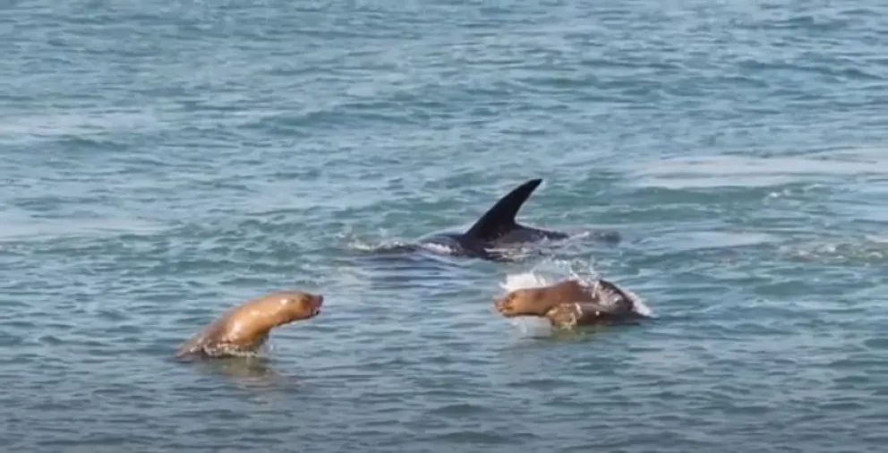Espectacular video: una orca al acecho de lobos marinos en La Ensenada