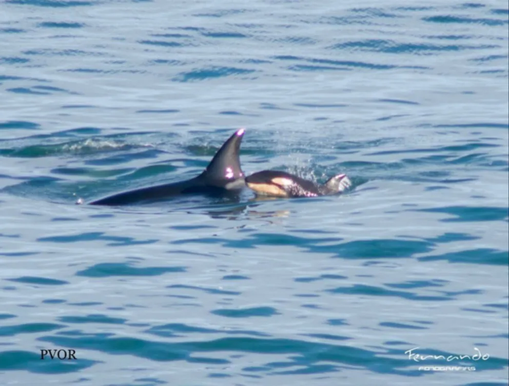 A pesar del martes 13,  las orcas volvieron a La Lobería