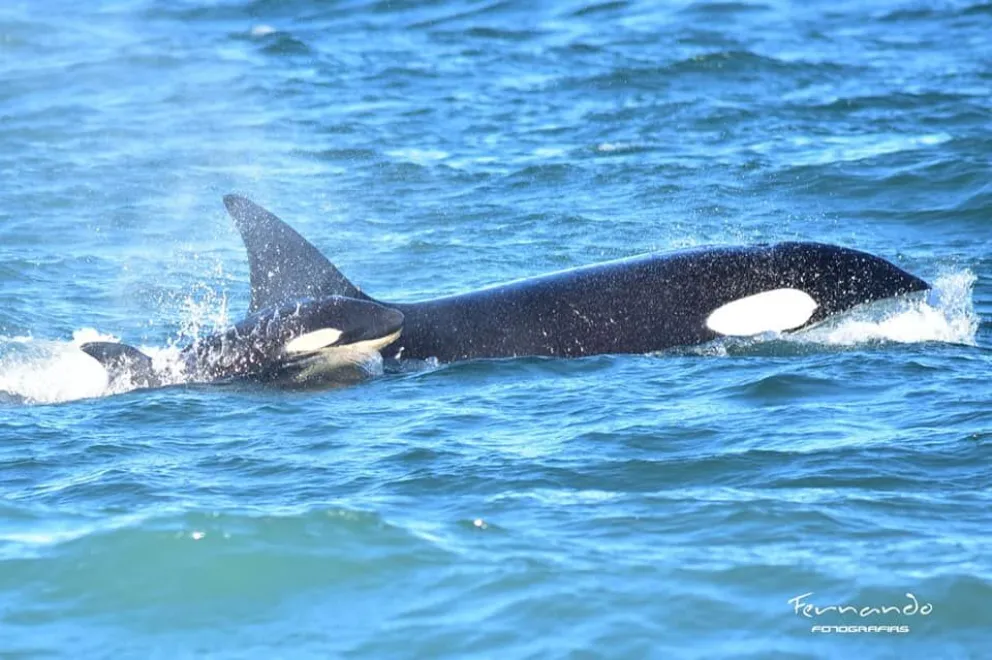 Desmienten que se cobre en La Lobería para ver a las orcas