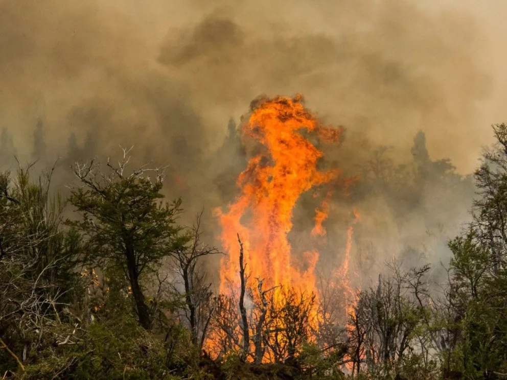 Incendios forestales: en 2020 se quemaron más de un millón de hectáreas