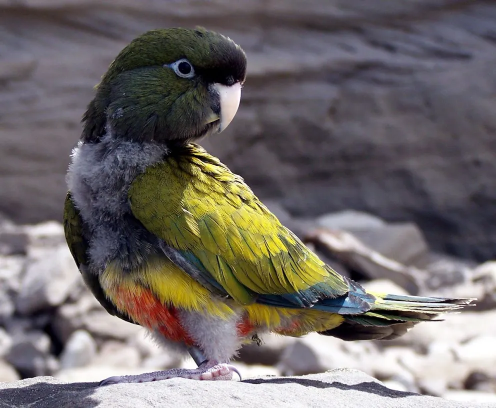 Acción solidaria: vecinos alimentan a loros barranqueros