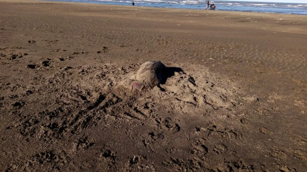 A pesar del frío, el olor putrefacto de los lobos muertos ya no se aguanta