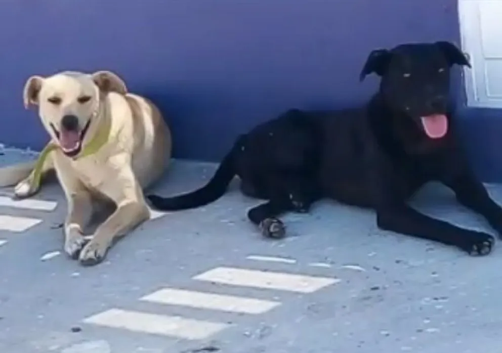 Amores perros, la historia canina de Romeo y Julieta