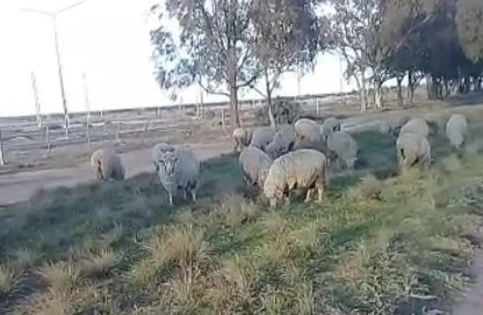 Ovejas sueltas al borde de la ruta